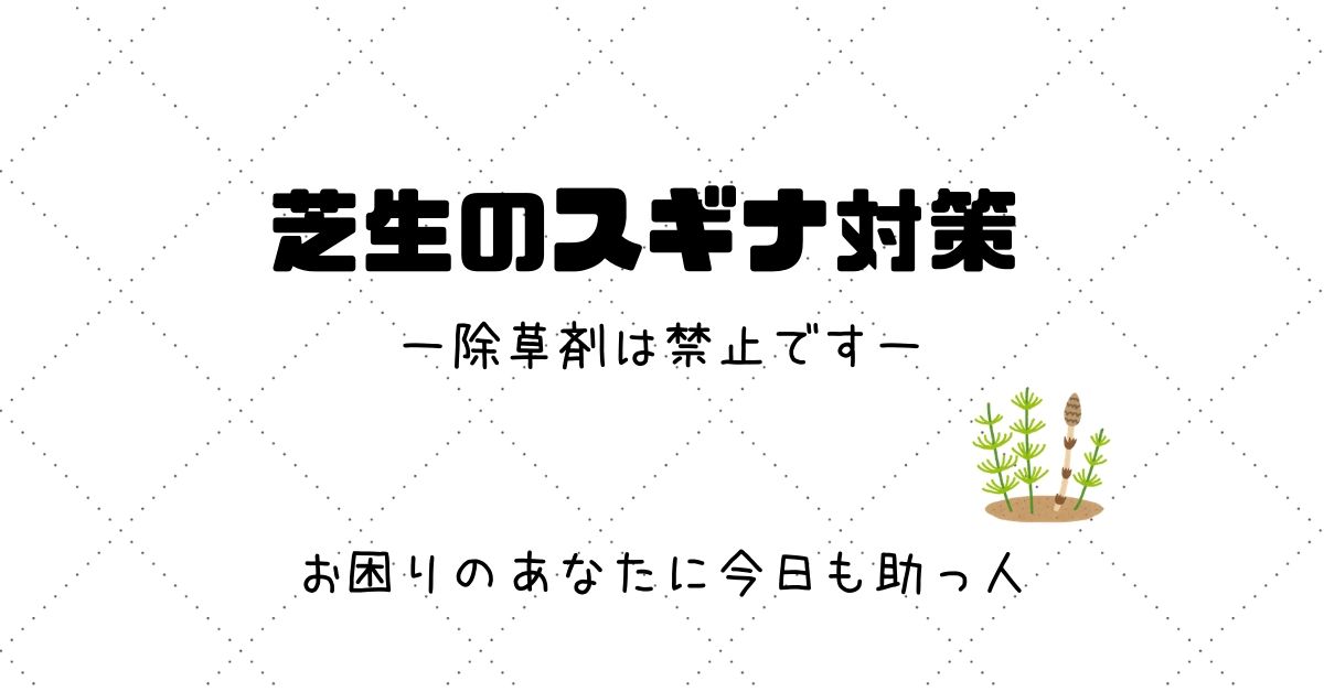 芝生に生えたスギナの駆除方法 除草剤を使ってはダメ スケットランド